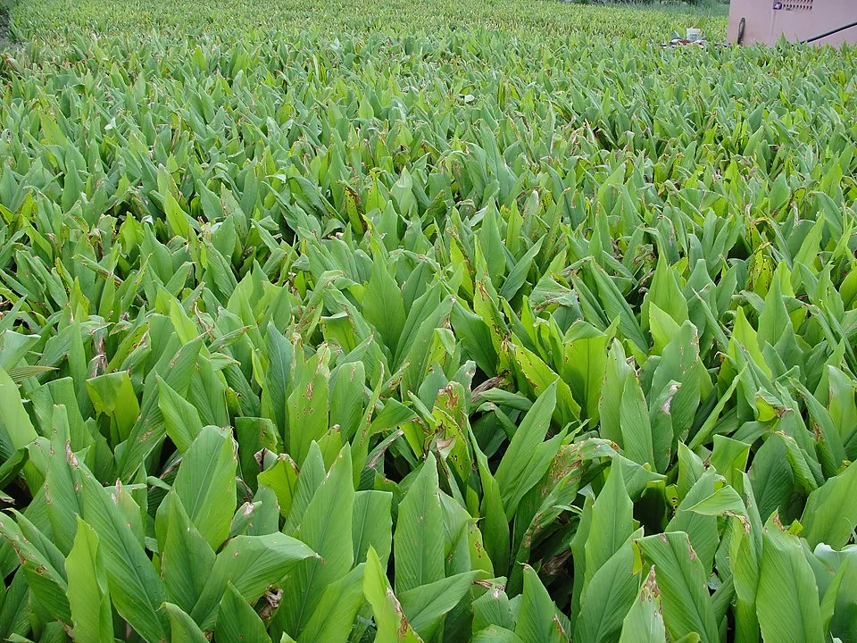 Turmeric Field